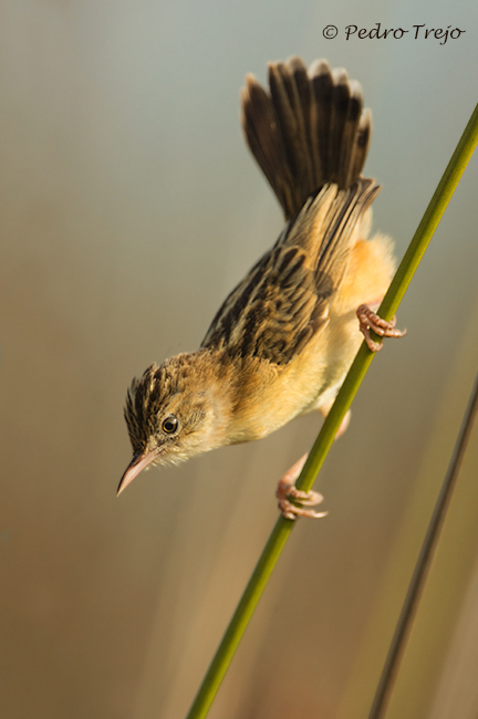 Buitrón (Cisticola juncidis)